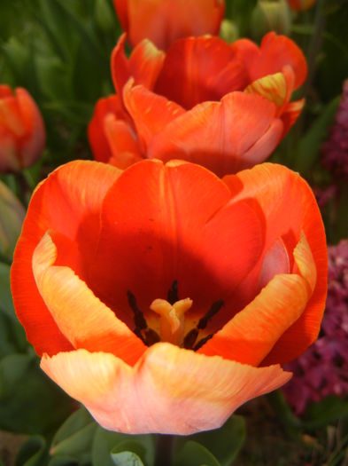 Tulipa Cairo (2015, April 15)