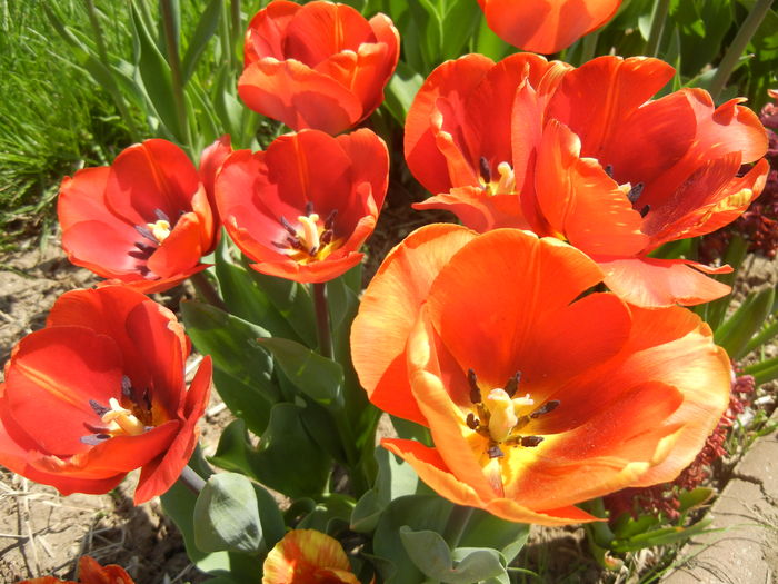 Tulipa Cairo (2015, April 17)