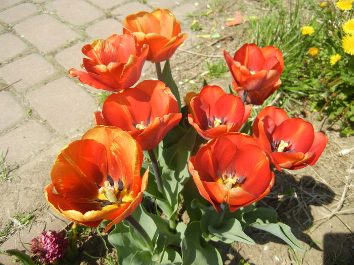 Tulipa Cairo (2015, April 17)
