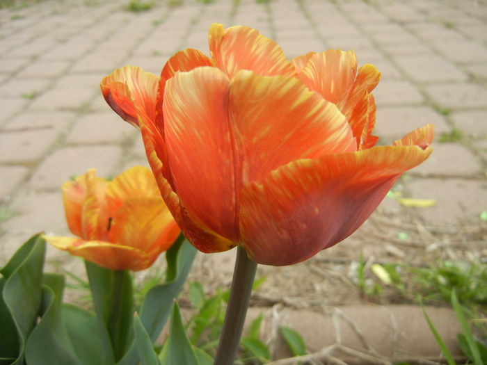 Tulipa Cairo (2015, April 22) - Tulipa Cairo