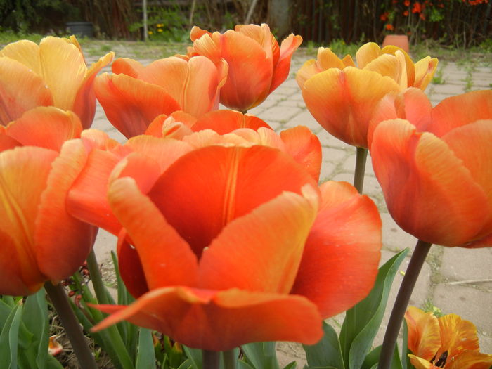 Tulipa Cairo (2015, April 22) - Tulipa Cairo
