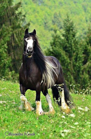 FB_IMG_1460787343406 - C Pentru cei care le plac aceste animale