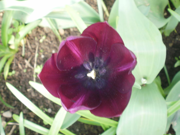 `Negrita`