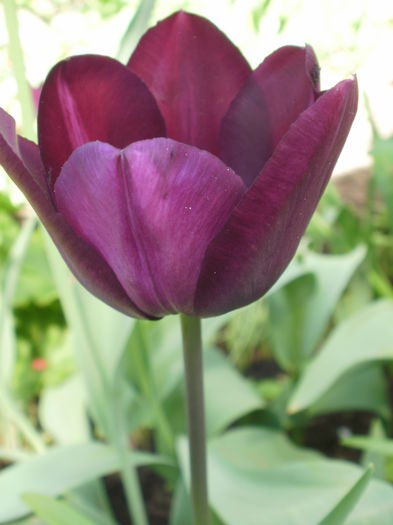 `Negrita`