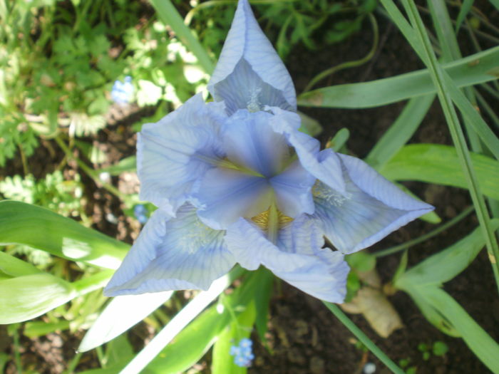 Azurea - Iris pumila 2016