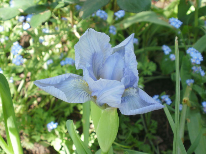 Azurea - Iris pumila 2016