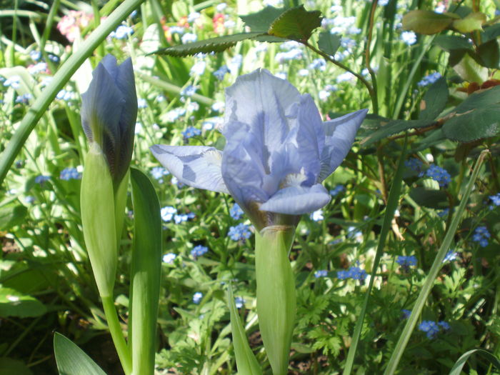Azurea - Iris pumila 2016