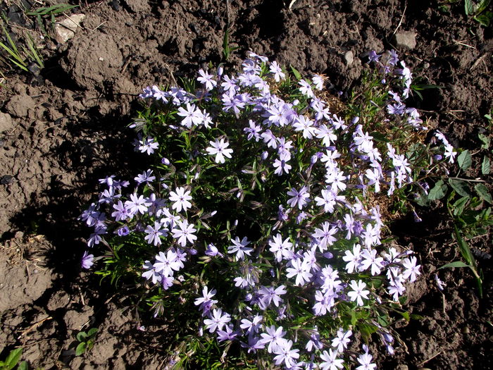 phlox subulata early spring blue - flori gradina si balcon