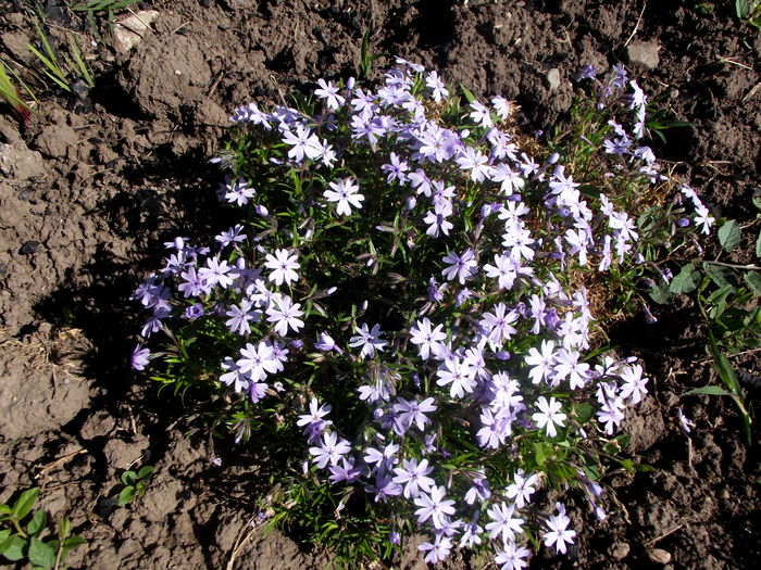 phlox blue - flori gradina si balcon