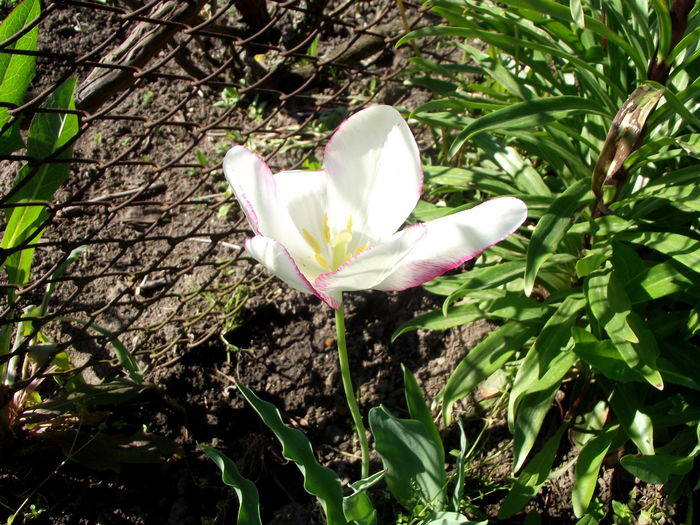 lalea alb-roz - flori gradina si balcon