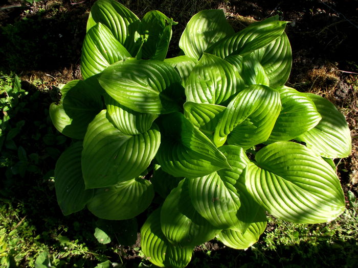 hosta 1