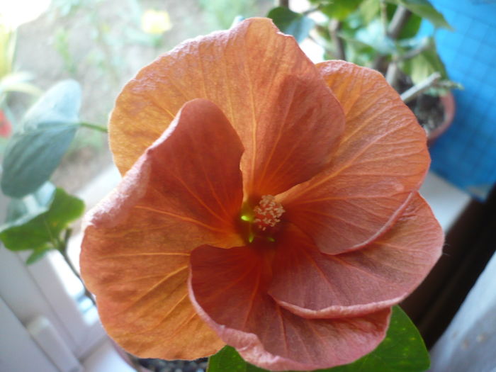 Topaz Glory