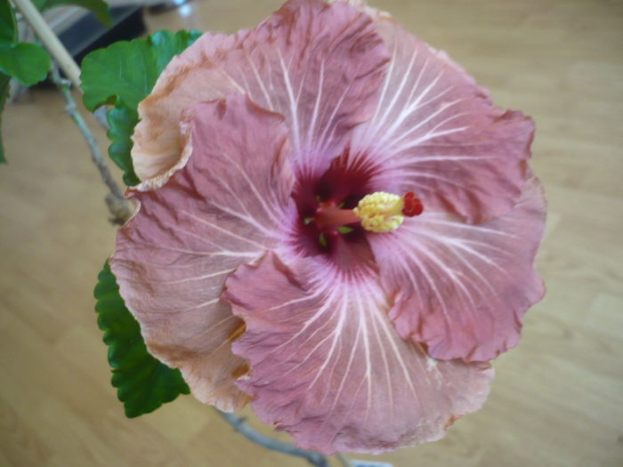 P1250804
