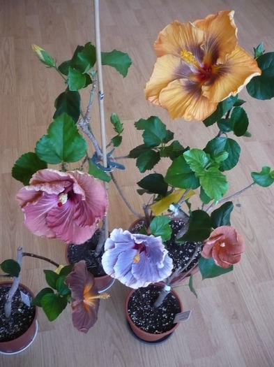 P1250787