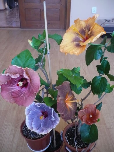 P1250788