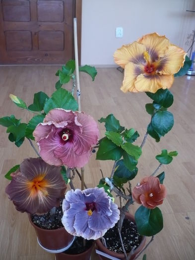P1250794