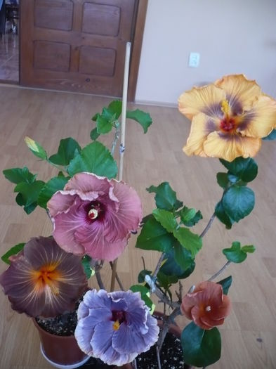 P1250797