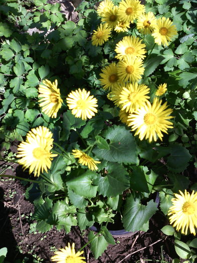 Doronicum orientale- iarba ciutei