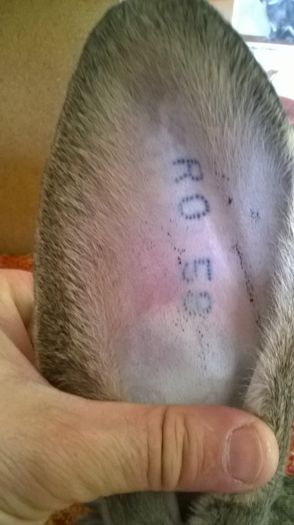 Mascul RO 58 1.6.39; Din 29.01.2016
