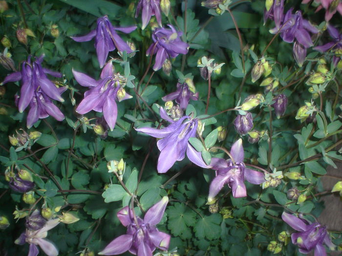 008 - Aquilegia 2016