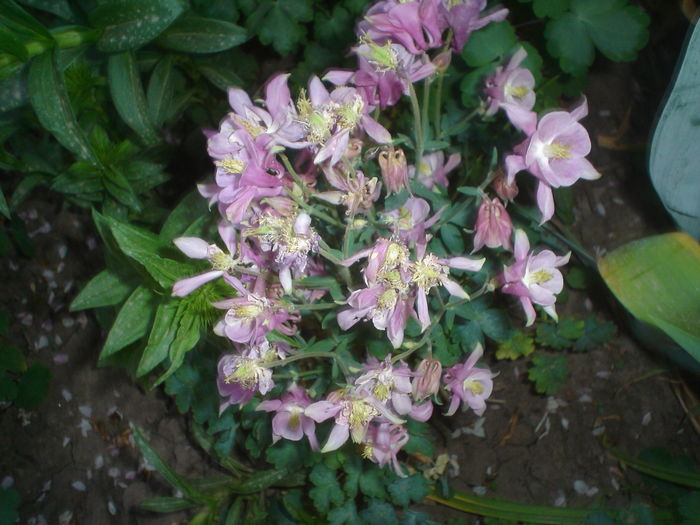 010 - Aquilegia 2016