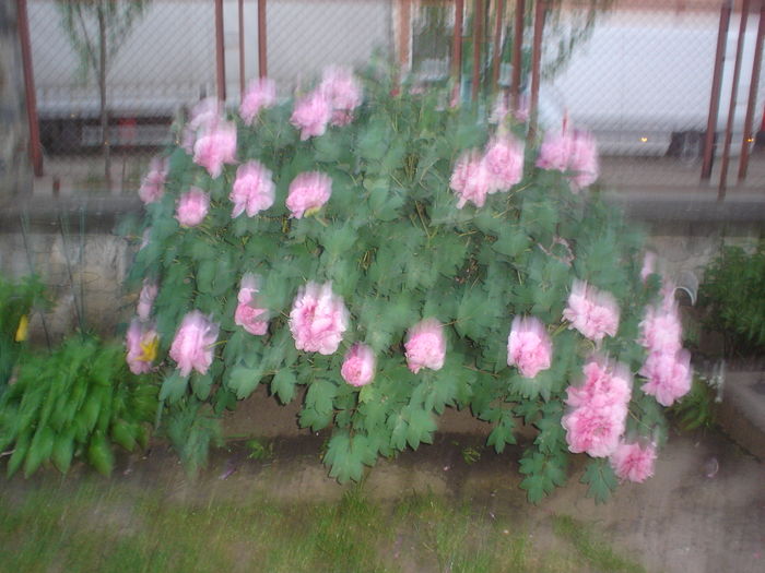 bujor arbustiv - Flori primavara 2016