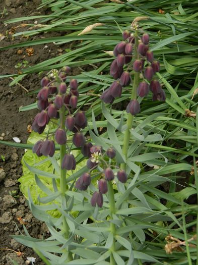 DSCN5032 - 2016 FRITILLARIA PERSICA