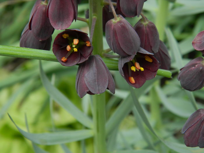 DSCN5073 - 2016 FRITILLARIA PERSICA