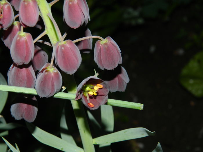 DSCN5213 - 2016 FRITILLARIA PERSICA