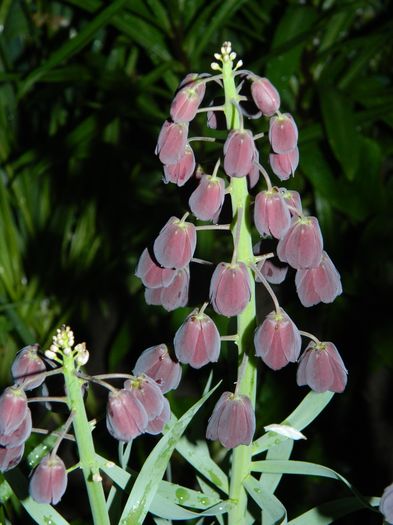 DSCN5215 - 2016 FRITILLARIA PERSICA