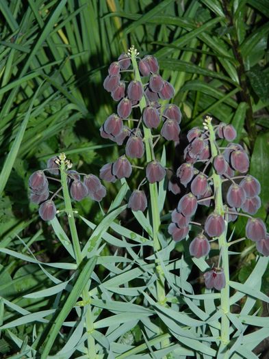 DSCN5317 - 2016 FRITILLARIA PERSICA