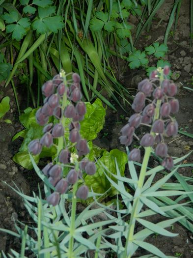 DSCN5498 - 2016 FRITILLARIA PERSICA