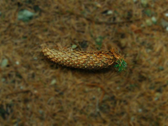 DSC04230