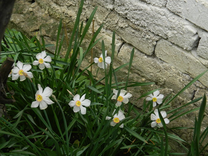 DSCN4656 - 2016 APRILIE 2