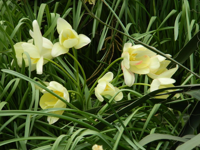 DSCN4664 - 2016 APRILIE 2