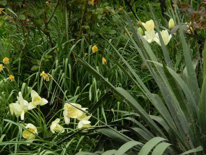 DSCN4666 - 2016 APRILIE 2