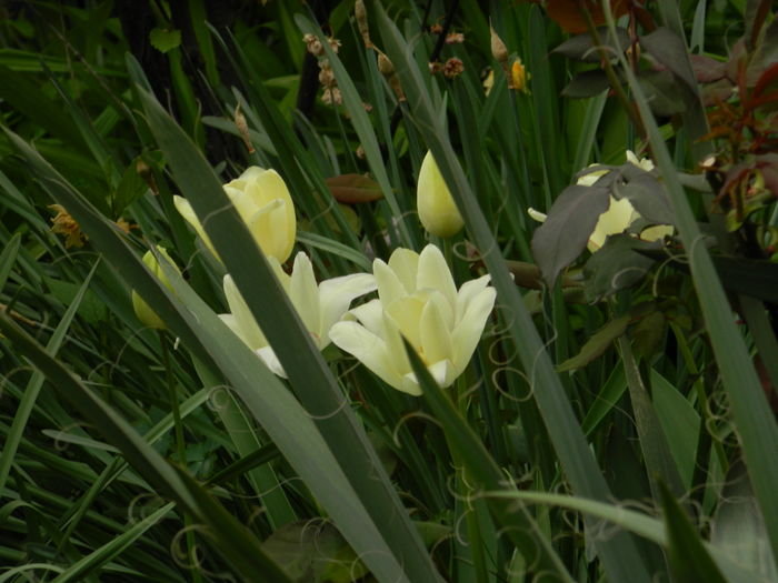 DSCN4670 - 2016 APRILIE 2