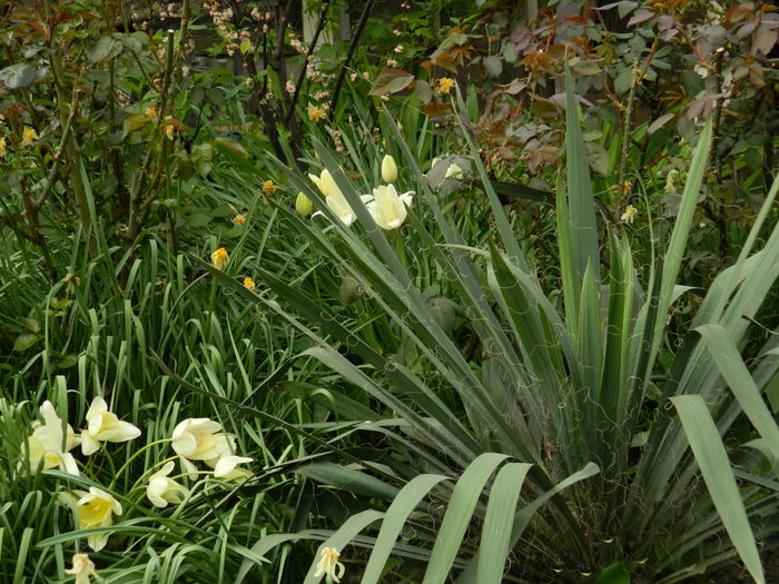 DSCN4678 - 2016 APRILIE 2