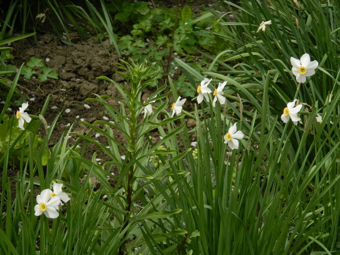 DSCN4685 - 2016 APRILIE 2