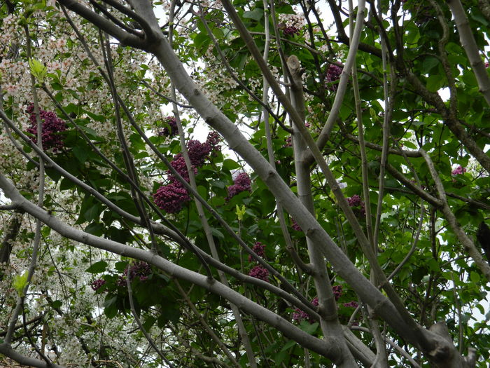 DSCN4686 - 2016 APRILIE 2