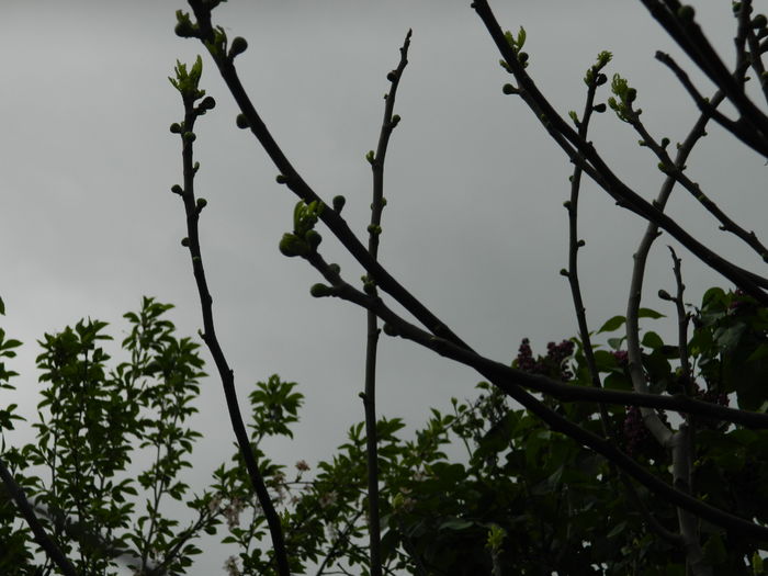DSCN4687 - 2016 APRILIE 2