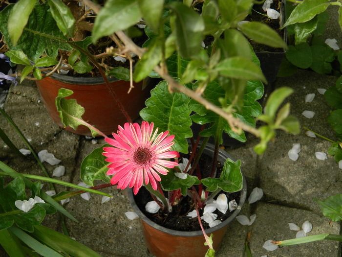 DSCN4688 - 2016 APRILIE 2
