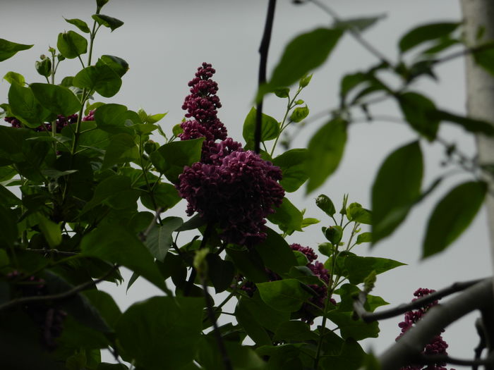 DSCN4691 - 2016 APRILIE 2