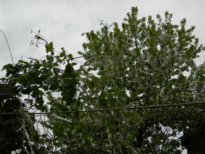 DSCN4749
