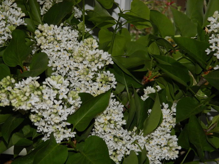 DSCN4757
