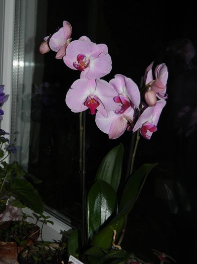 DSCN4770