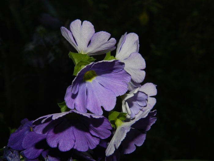DSCN4788