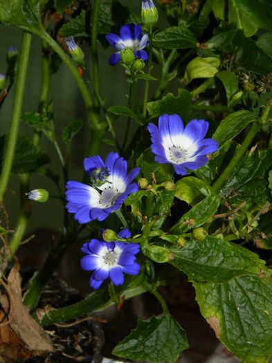 DSCN4798