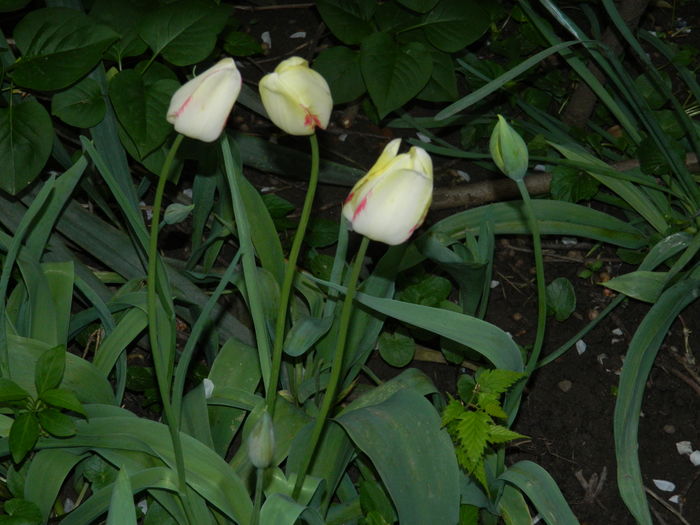 DSCN4815