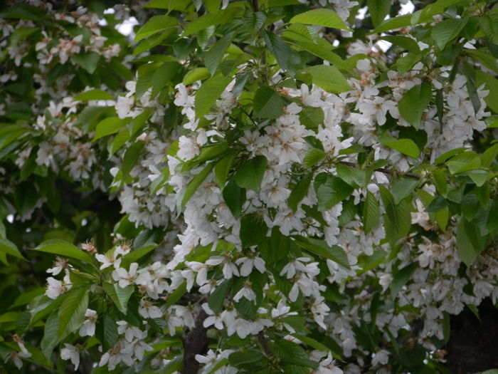 DSCN4845